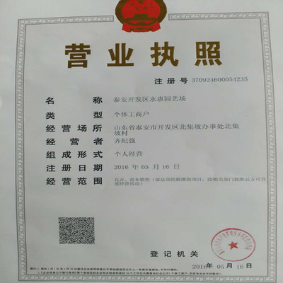 紅顏草莓苗——山東基地直銷，品質(zhì)與服務(wù)的雙重保障